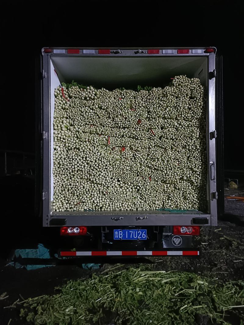 芹菜文图啦小颗西芹大量上市货源充足