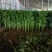 芹菜文图啦小颗西芹大量上市货源充足
