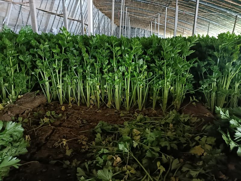 芹菜文图啦小颗西芹大量上市货源充足