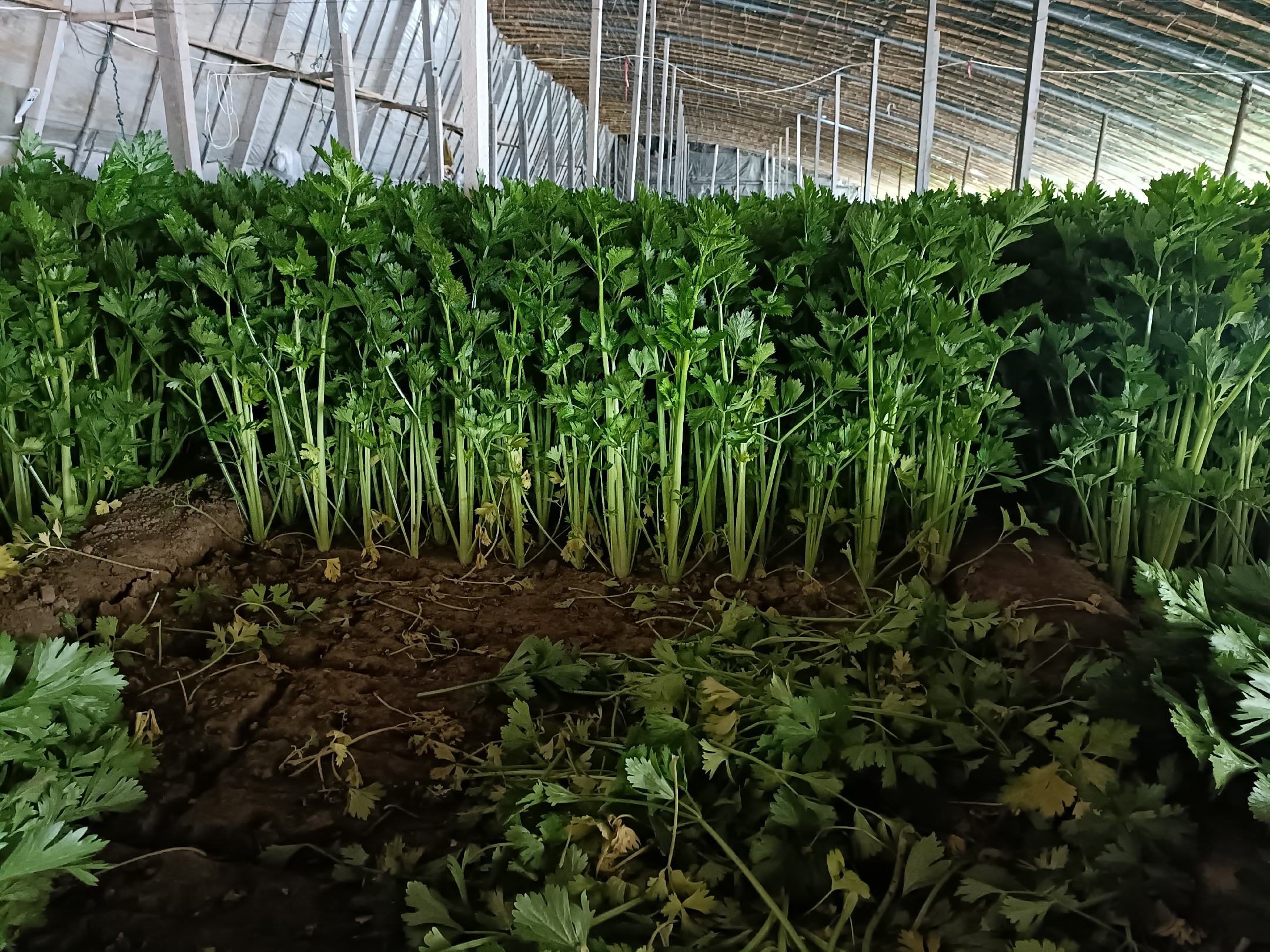 一株完整的西芹植株,展示其修长的叶柄、绿色的叶片以及浅层的须根系统,背景为田园土壤环境,突出其地上部分为主要食用部位 西芹整体植株特写