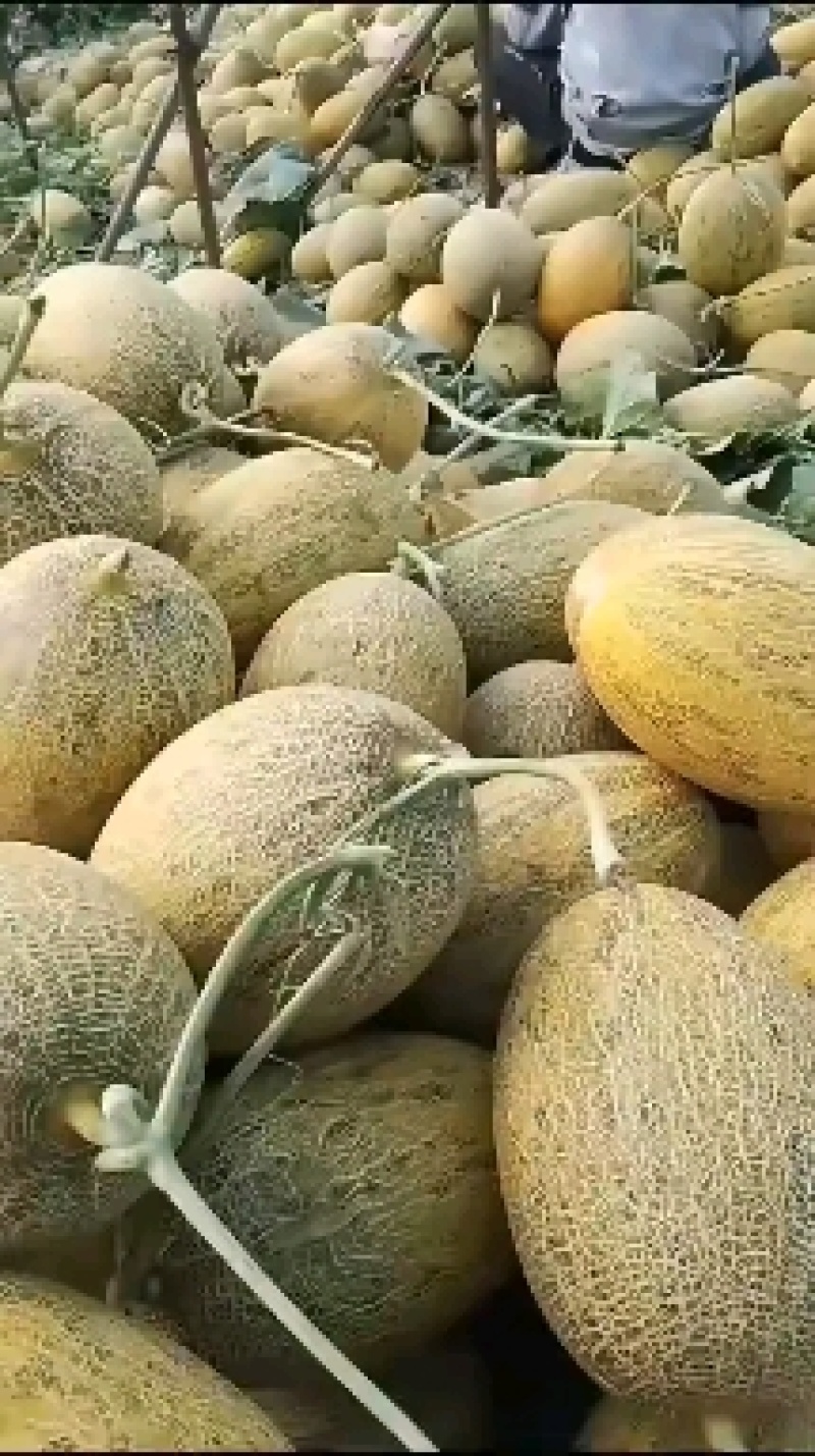 哈密瓜