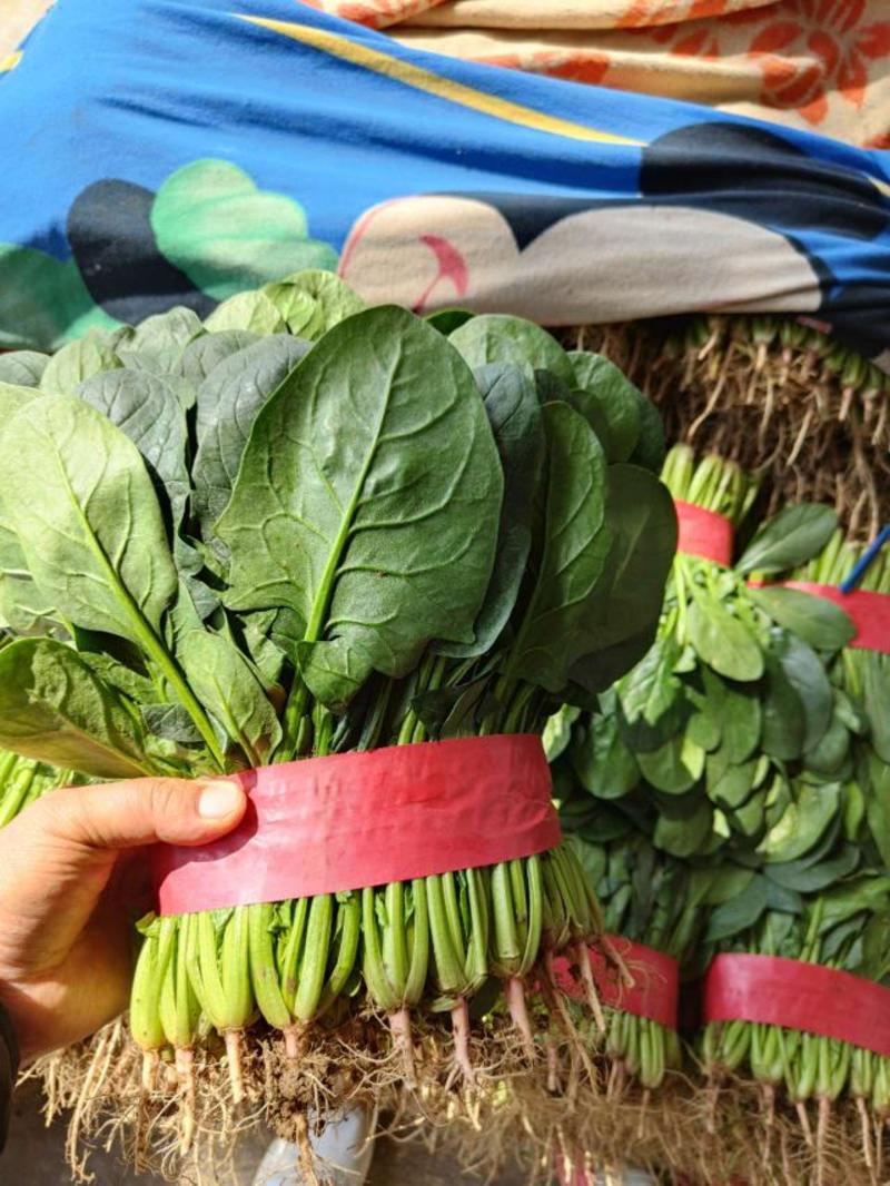 【全年供应】大叶菠菜优质菠菜大量上市欢迎全国来电