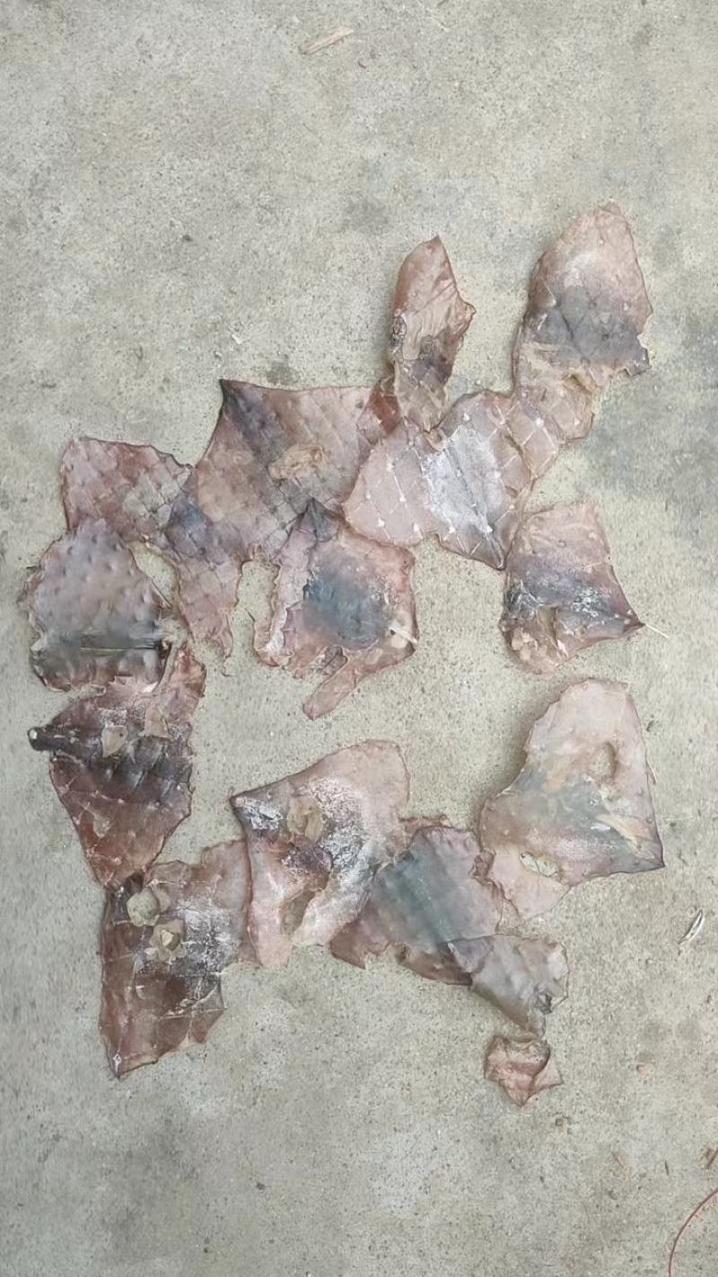 残尾巴，干鱼须，自助餐，煲汤，水发切丝都可以，1111