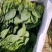 精品菠菜，产地直发，诚信可靠，价格实惠，品质保证！