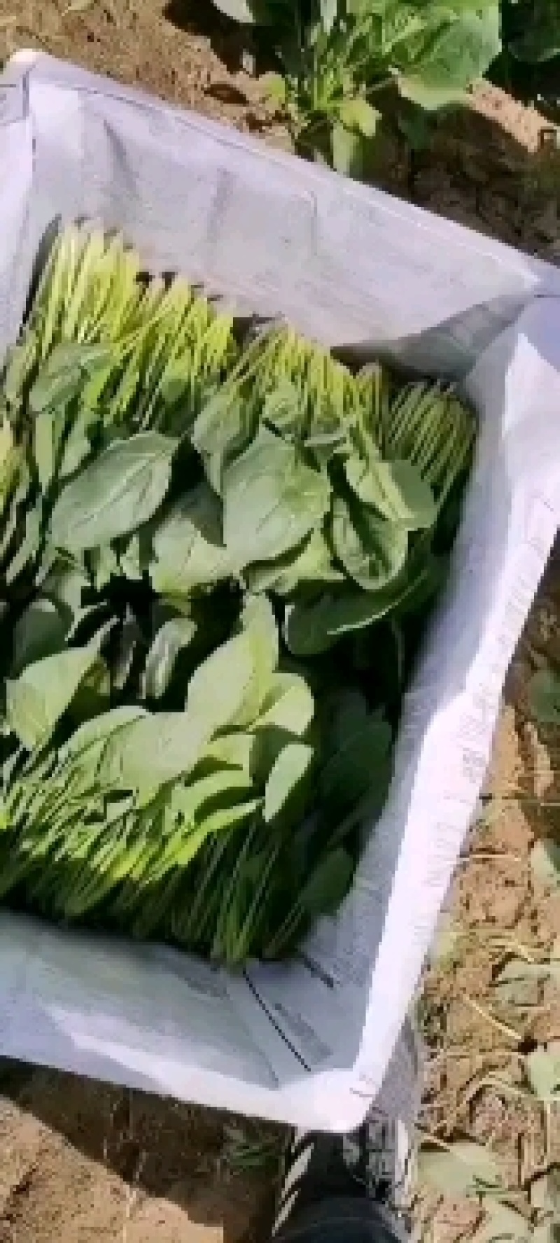 精品菠菜，产地直发，诚信可靠，价格实惠，品质保证！