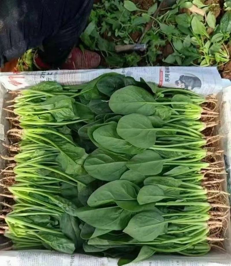 精品菠菜，产地直发，诚信可靠，价格实惠，品质保证！