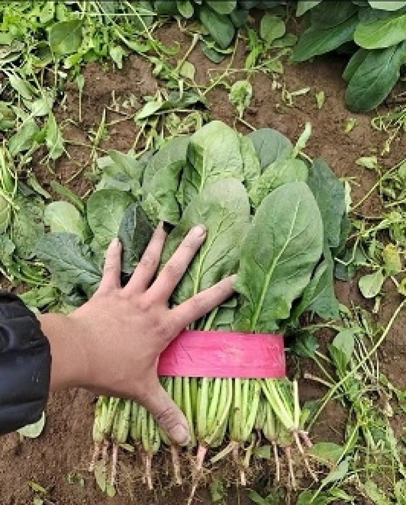 精品菠菜，产地直发，诚信可靠，价格实惠，品质保证！
