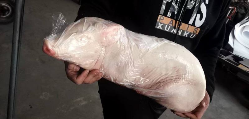 乳猪一只12-14斤左右，干净无毛，鲜度好，酒店山庄食材