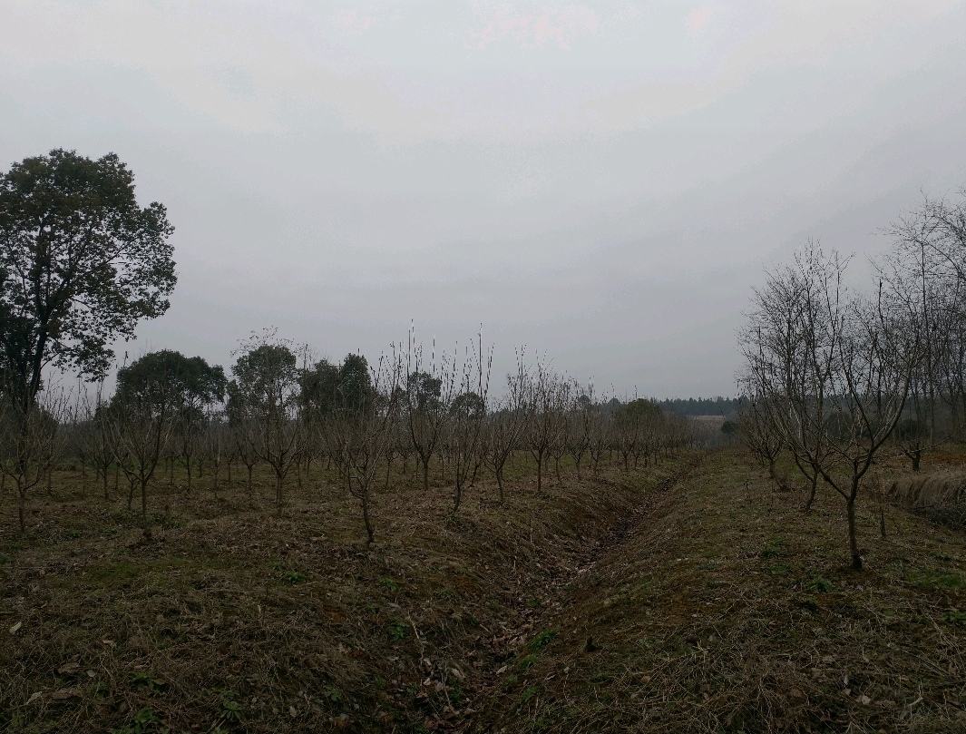 无人机航拍视角下的黑珍珠樱桃种植园,成片的樱桃树整齐排列,枝头挂满深色果实,工人们正在田间进行采收作业,远处可见包装车间和冷链运输车辆 黑珍珠樱桃果园航拍图