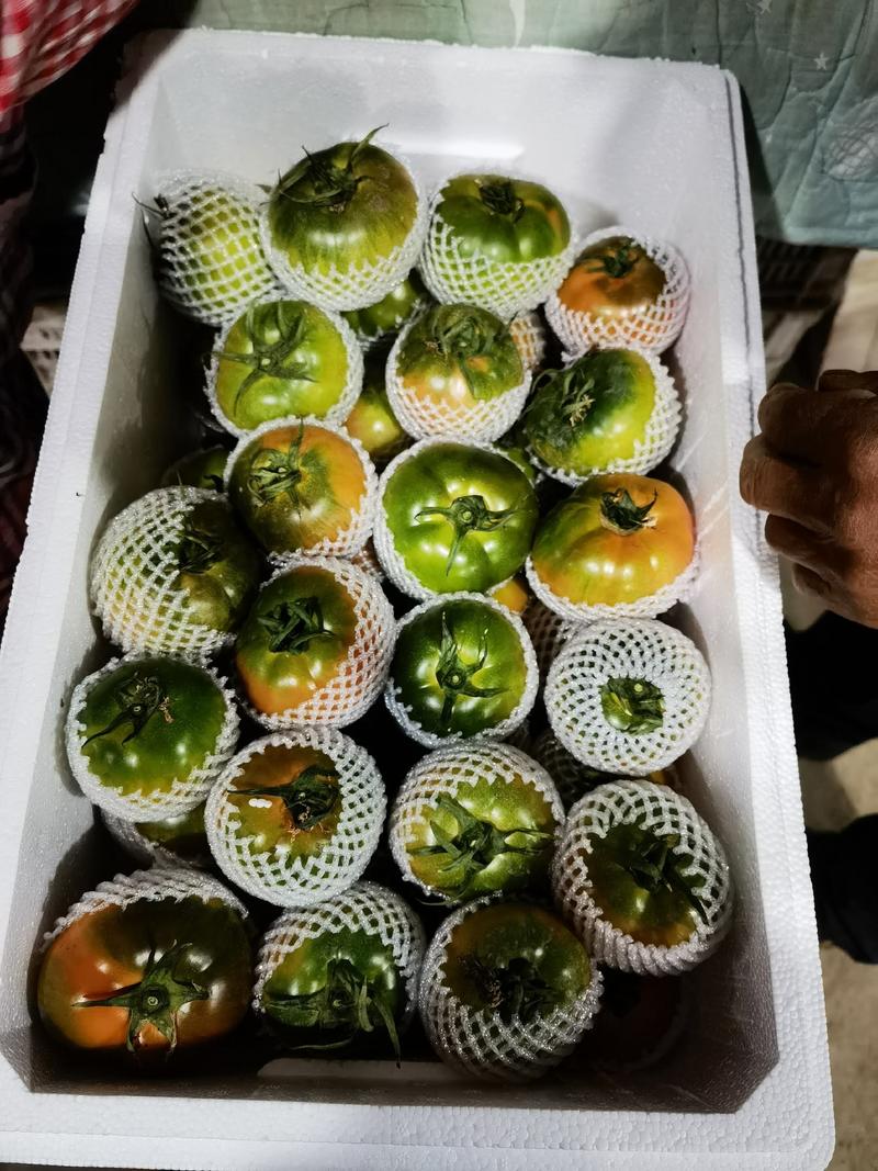 东北辽宁草莓番茄铁皮柿子碱地柿子水果番茄电商市场商超