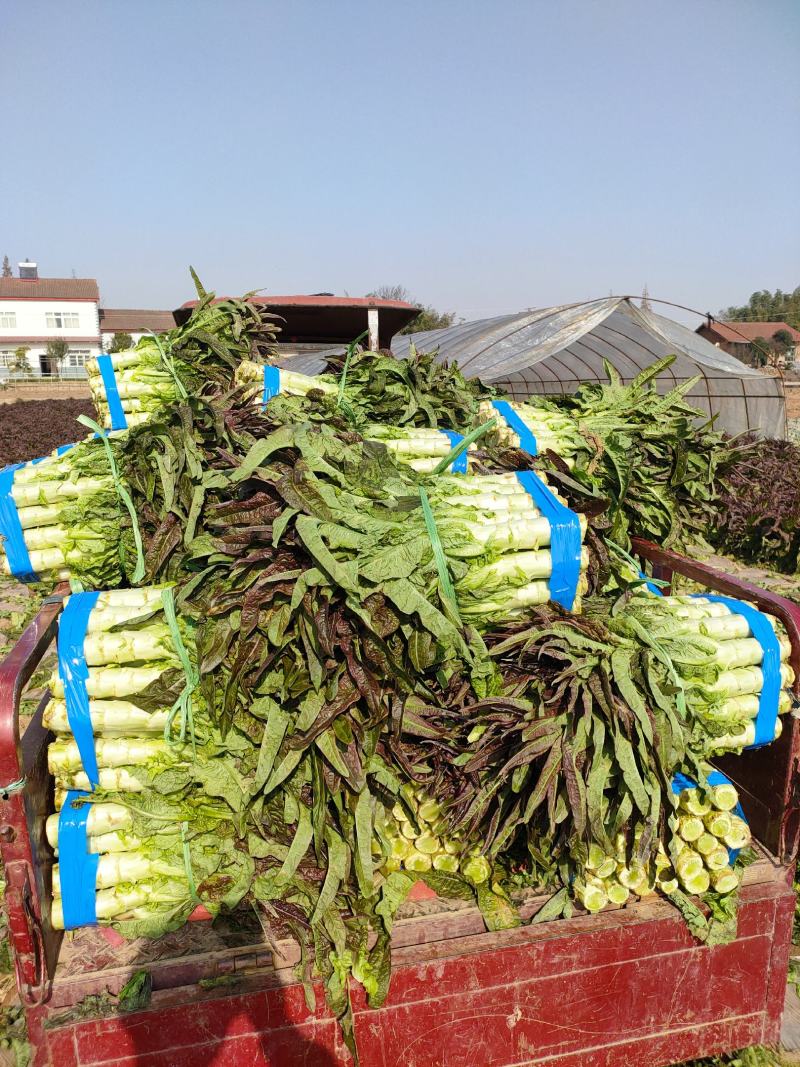 湖北当阳有大量窝笋，优质红尖叶窝笋大量上市