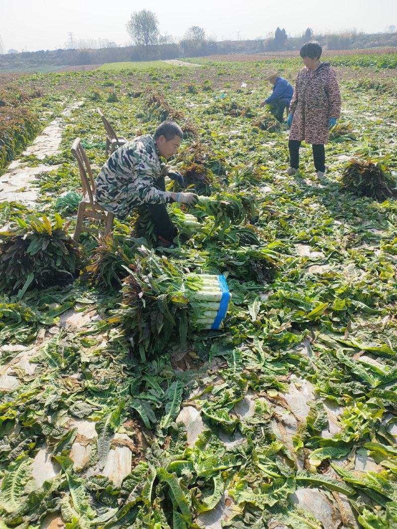 湖北当阳有大量窝笋，优质红尖叶窝笋大量上市