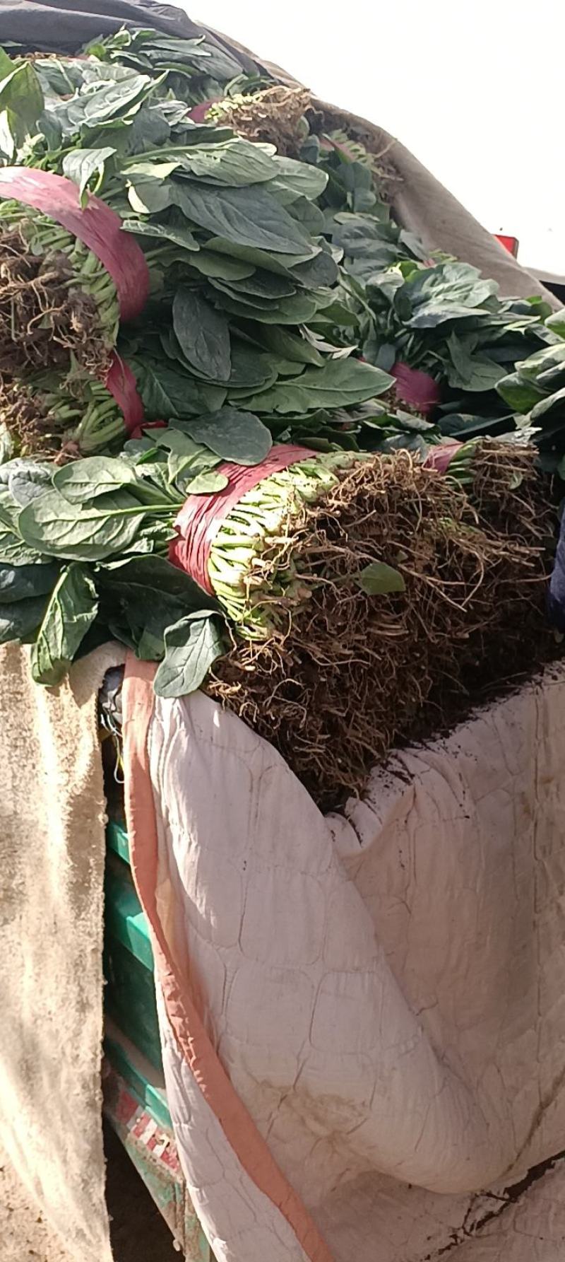 大叶菠菜
