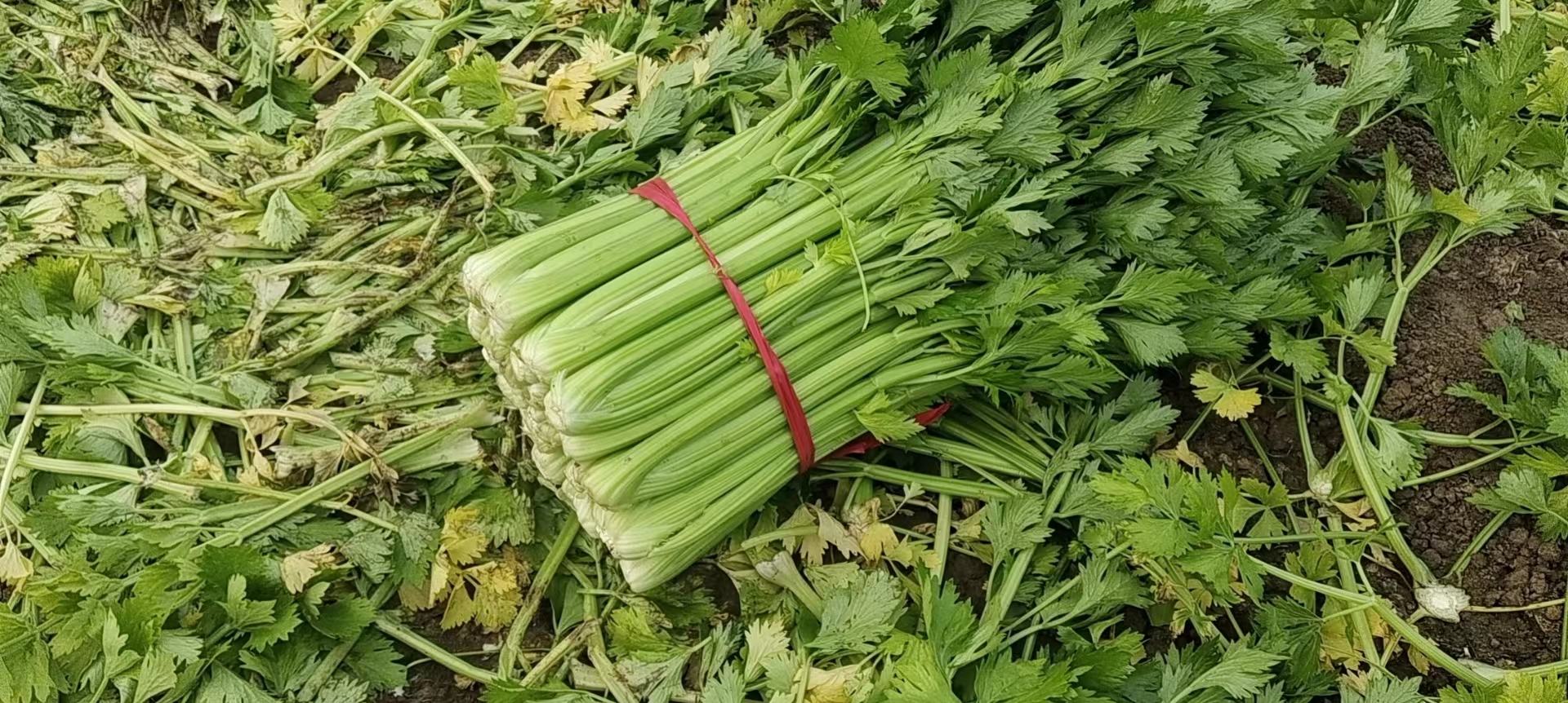 芹菜汁榨汁过程图