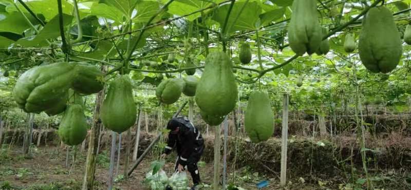 云南高山佛手瓜