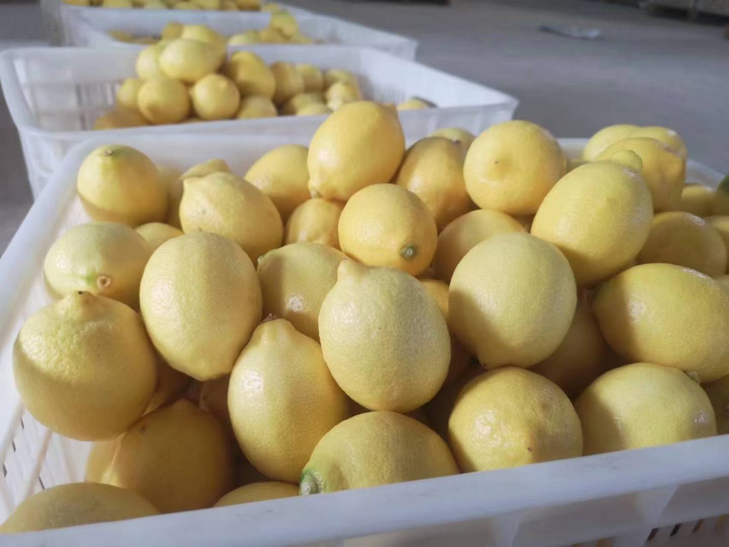 新鲜采摘的大青柠檬,果实饱满,表皮青绿,散发着天然果香 大青柠檬特写