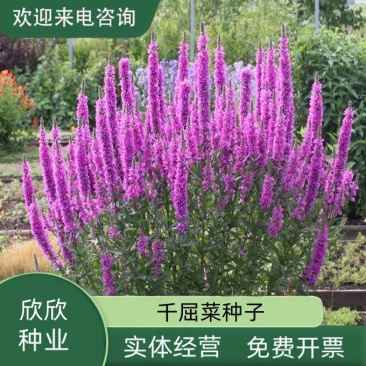 千屈菜种子水枝柳对叶莲景观花卉种子四季易种耐热耐湿品种