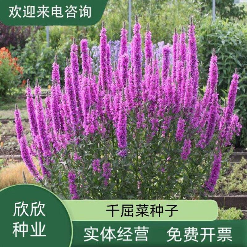 千屈菜种子水枝柳对叶莲景观花卉种子四季易种耐热耐湿品种
