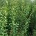 【实力供货】蜂糖李苗，大量上市，两年苗，保质保量，欢迎