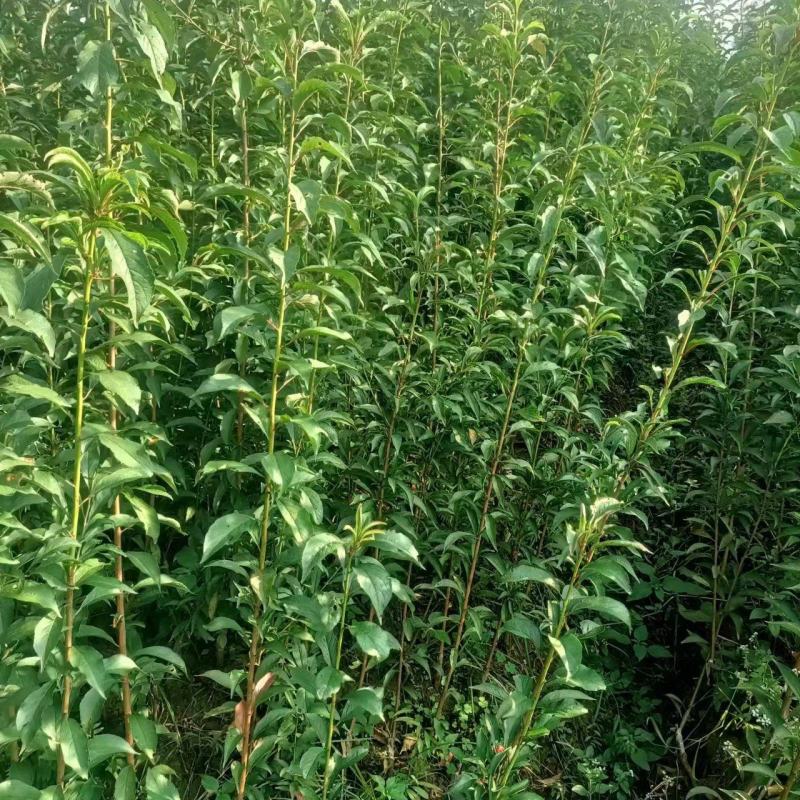 【实力供货】蜂糖李苗，大量上市，两年苗，保质保量，欢迎