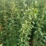 【实力供货】蜂糖李苗，大量上市，两年苗，保质保量，欢迎