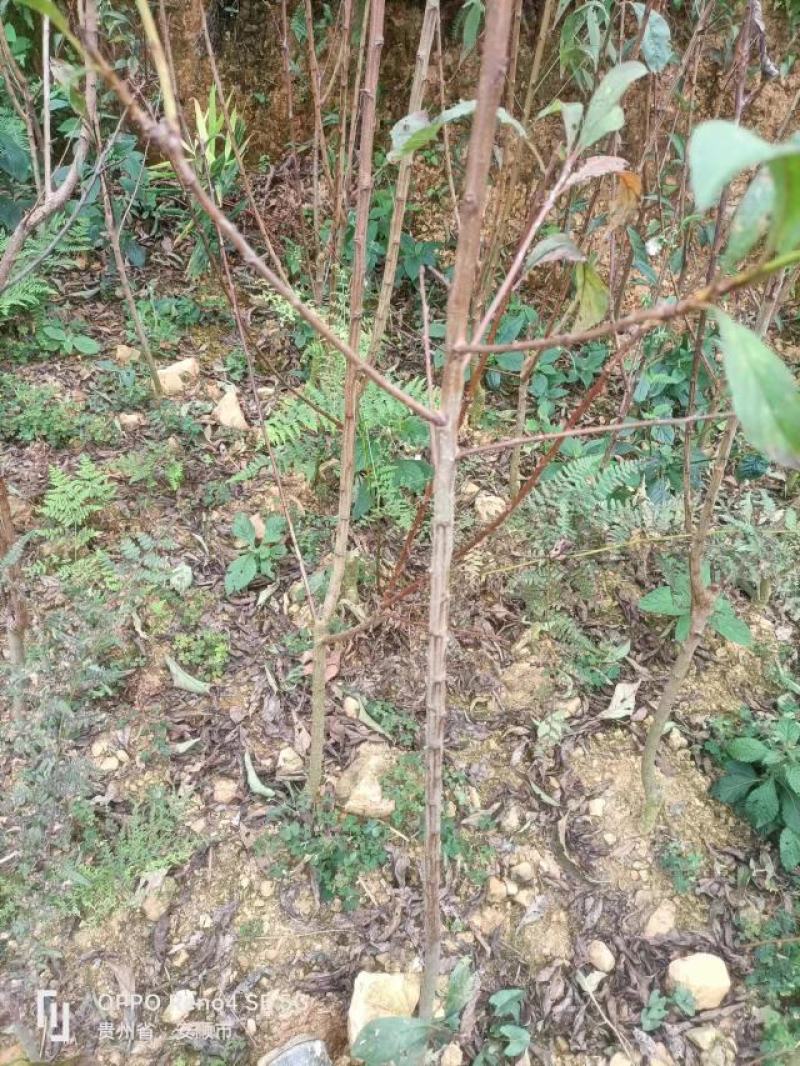 【实力供货】蜂糖李苗，大量上市，两年苗，保质保量，欢迎