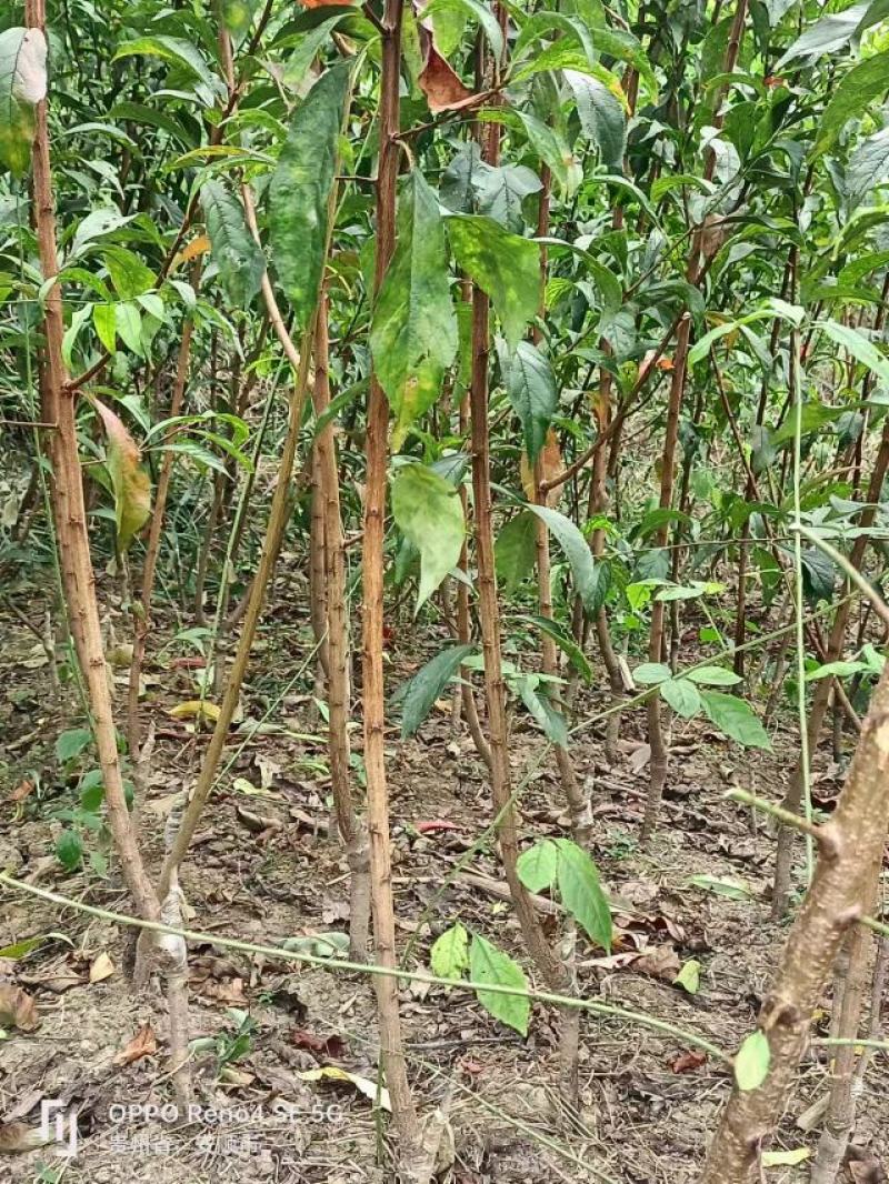 【实力供货】蜂糖李苗，大量上市，两年苗，保质保量，欢迎