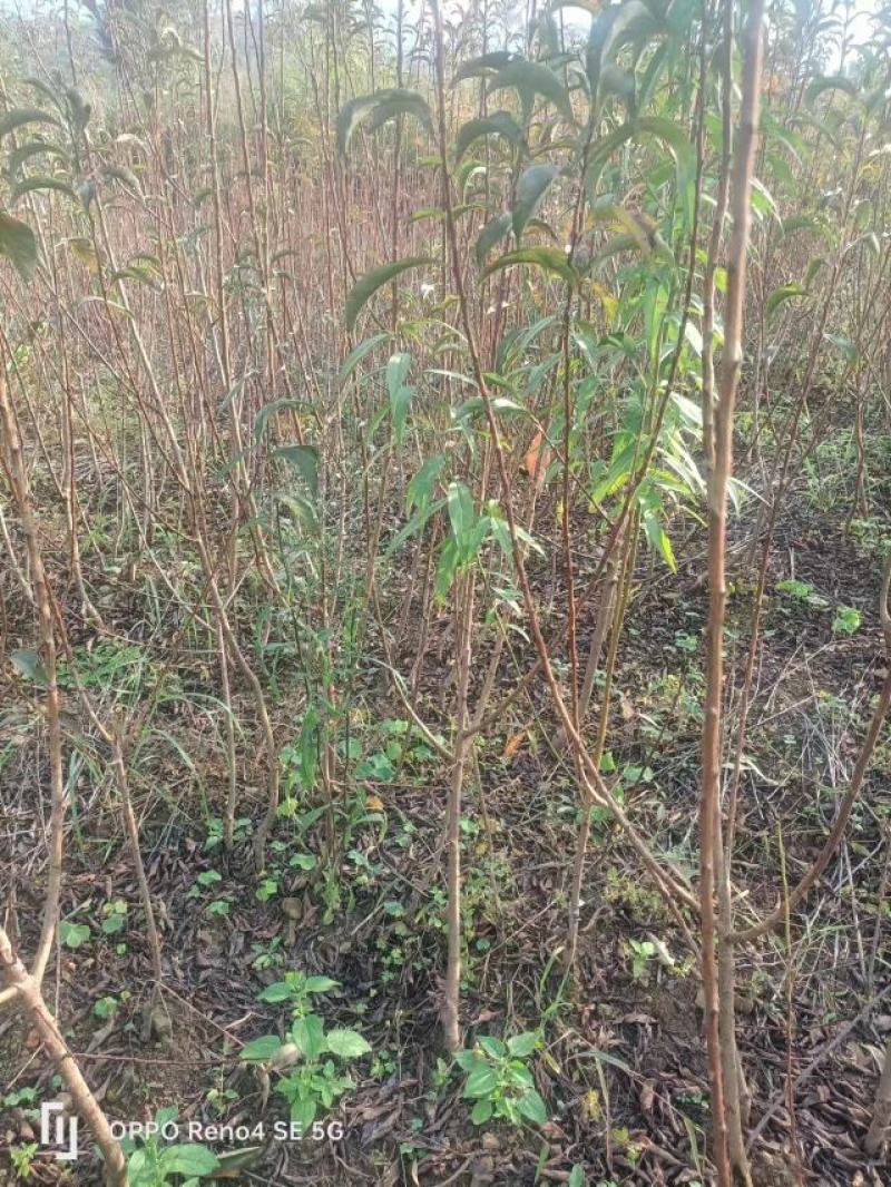 【实力供货】蜂糖李苗，大量上市，两年苗，保质保量，欢迎