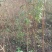【实力供货】蜂糖李苗，大量上市，两年苗，保质保量，欢迎