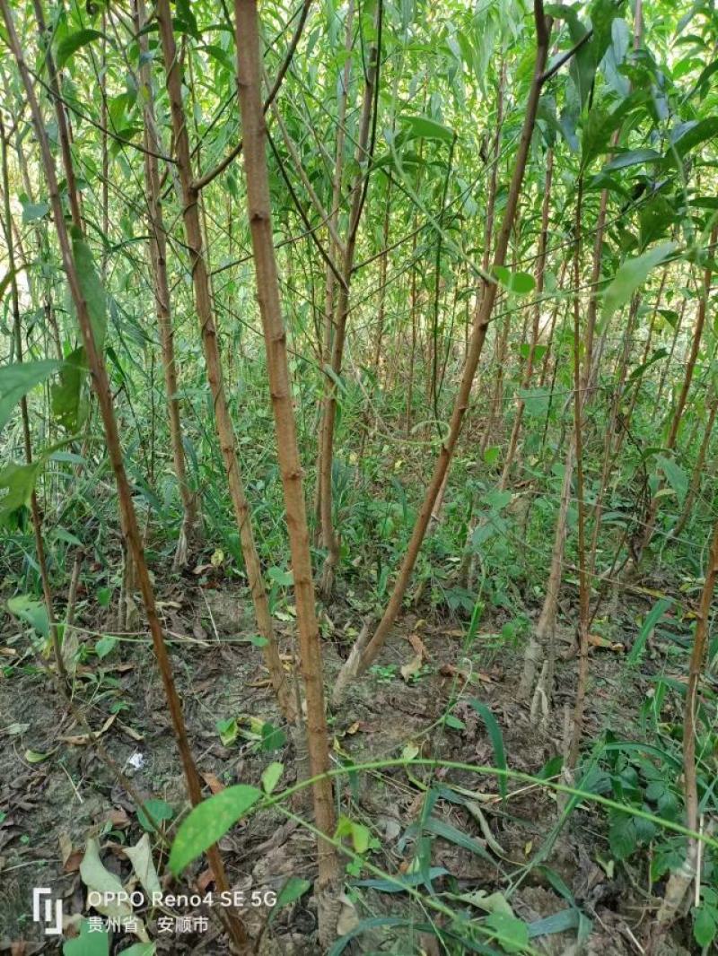 【实力供货】蜂糖李苗，大量上市，两年苗，保质保量，欢迎