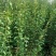 【实力供货】蜂糖李苗，大量上市，两年苗，保质保量，欢迎