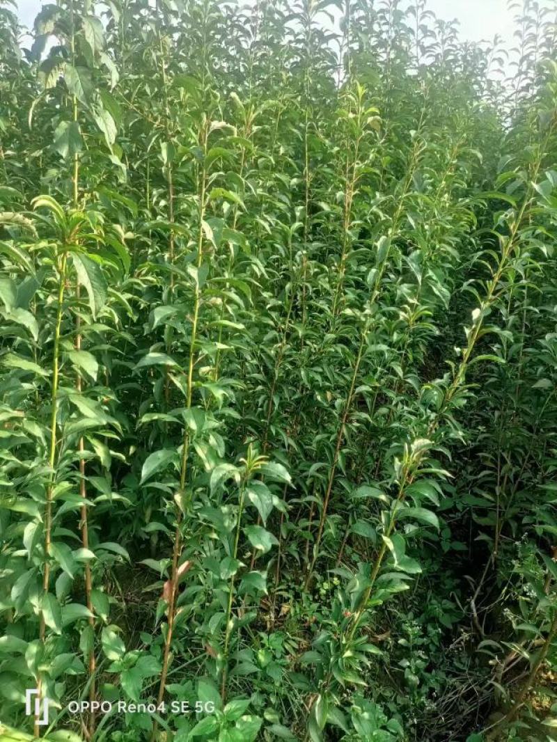 【实力供货】蜂糖李苗，大量上市，两年苗，保质保量，欢迎