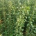 【热销】蜂糖李苗，大量上市，两年苗，保质保量，欢迎采购