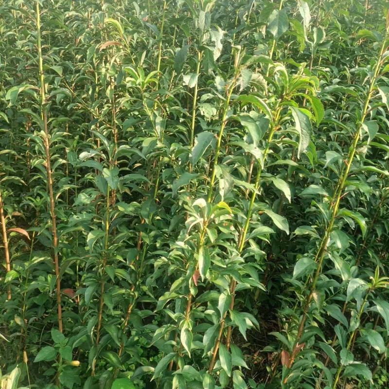 【热销】蜂糖李苗，大量上市，两年苗，保质保量，欢迎采购