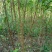 【热销】蜂糖李苗，大量上市，两年苗，保质保量，欢迎采购