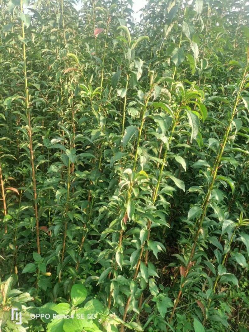【热销】蜂糖李苗，大量上市，两年苗，保质保量，欢迎采购