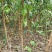 【热销】蜂糖李苗，大量上市，两年苗，保质保量，欢迎采购