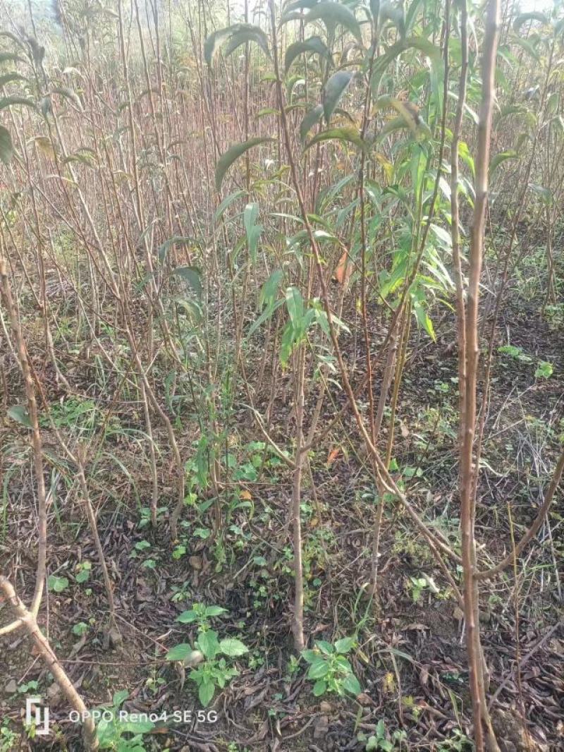 【热销】蜂糖李苗，大量上市，两年苗，保质保量，欢迎采购