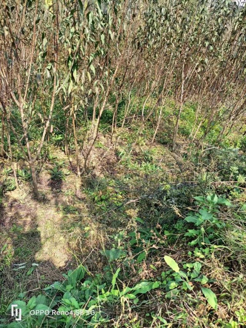 【热销】蜂糖李苗，大量上市，两年苗，保质保量，欢迎采购