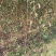 【热销】蜂糖李苗，大量上市，两年苗，保质保量，欢迎采购