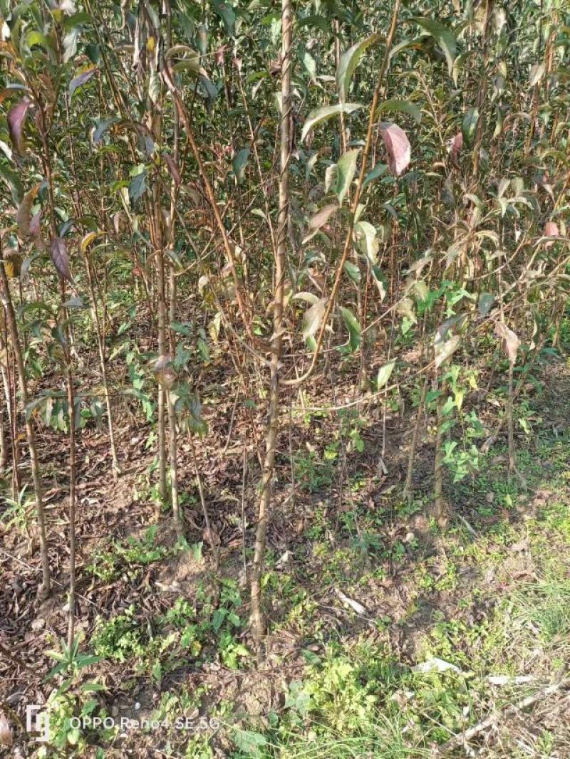 【热销】蜂糖李苗，大量上市，两年苗，保质保量，欢迎采购