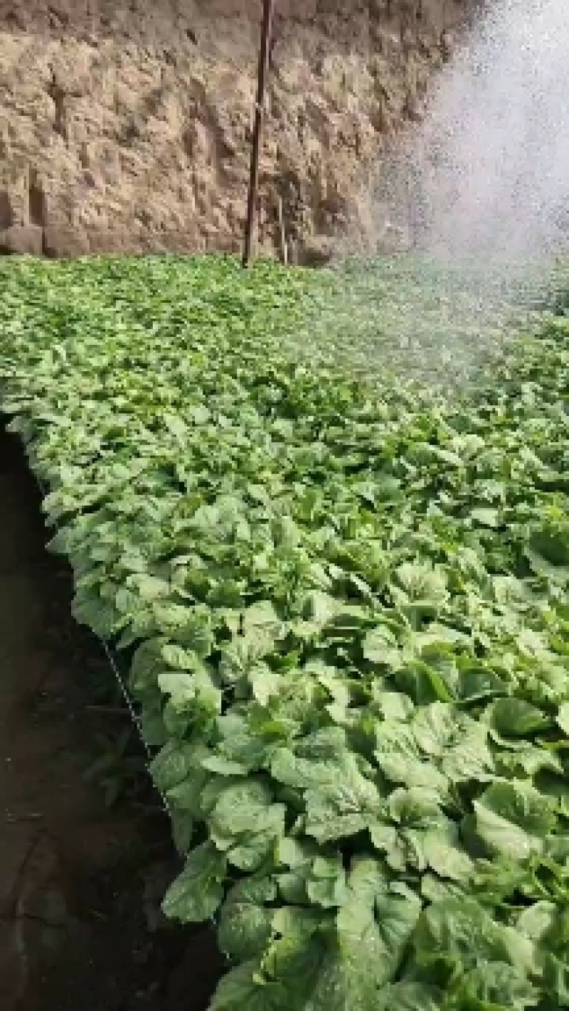 露天专用油绿抗病高产苦瓜苗，适合各地基地，农户种植。