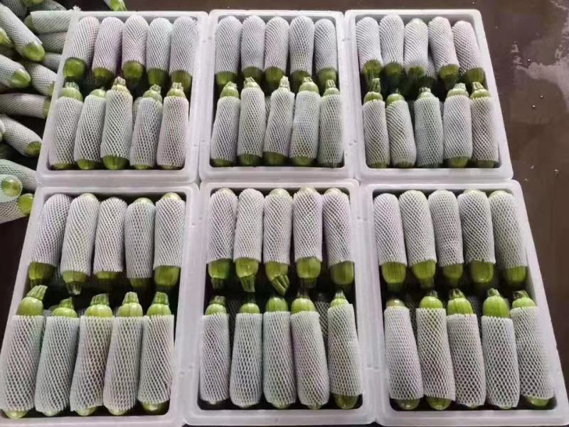 绿皮西葫芦，角瓜，品质保障！对接商超，支持电商！产地直发