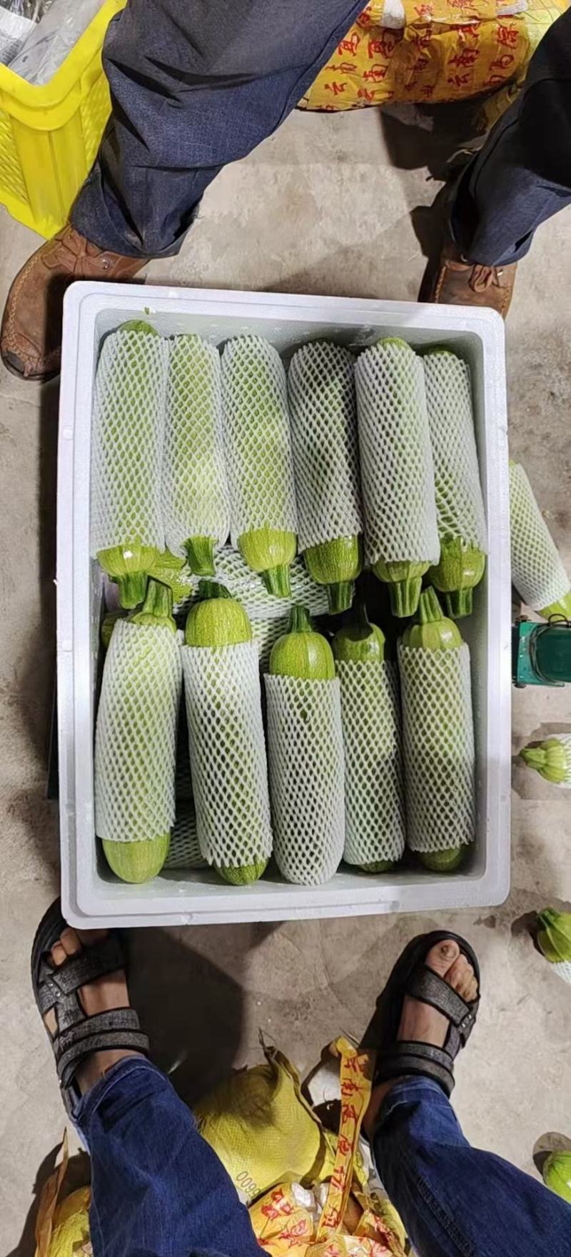 绿皮西葫芦，角瓜，品质保障！对接商超，支持电商！产地直发