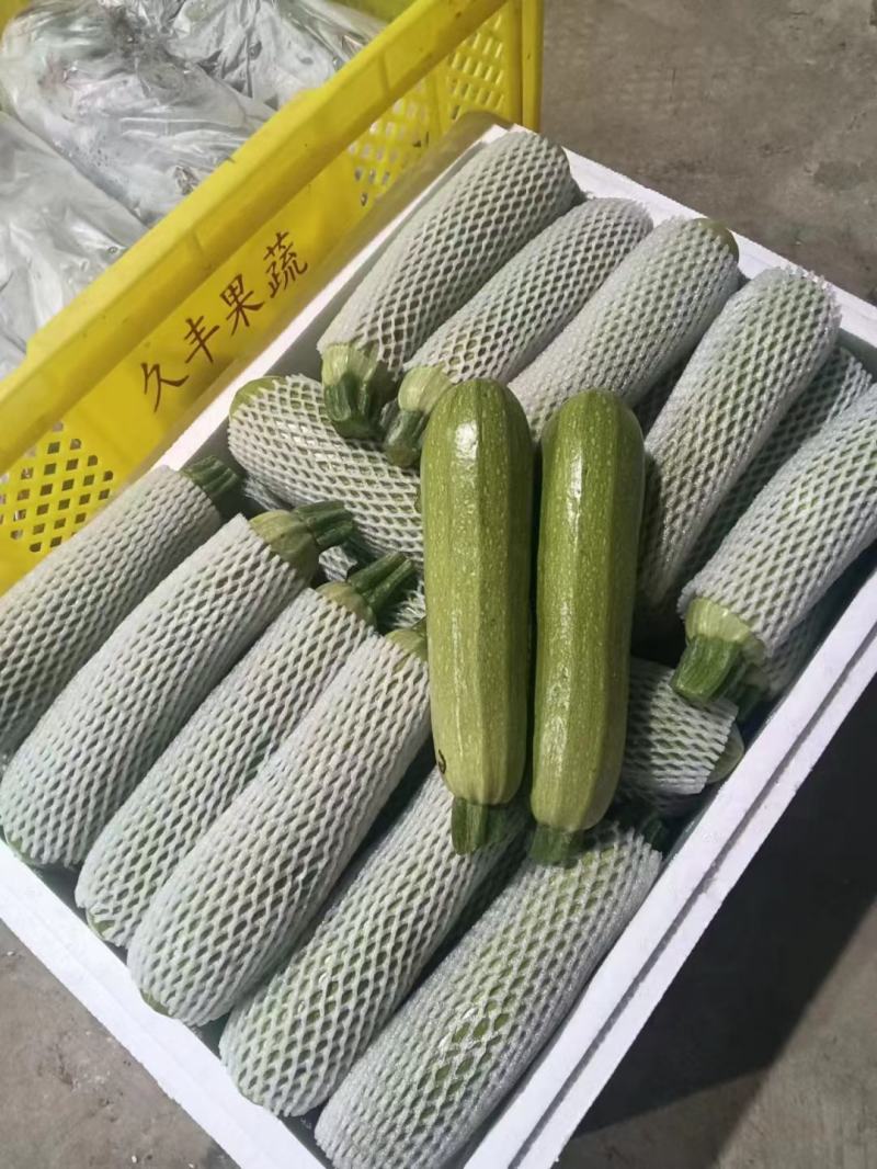 绿皮西葫芦，角瓜，品质保障！对接商超，支持电商！产地直发