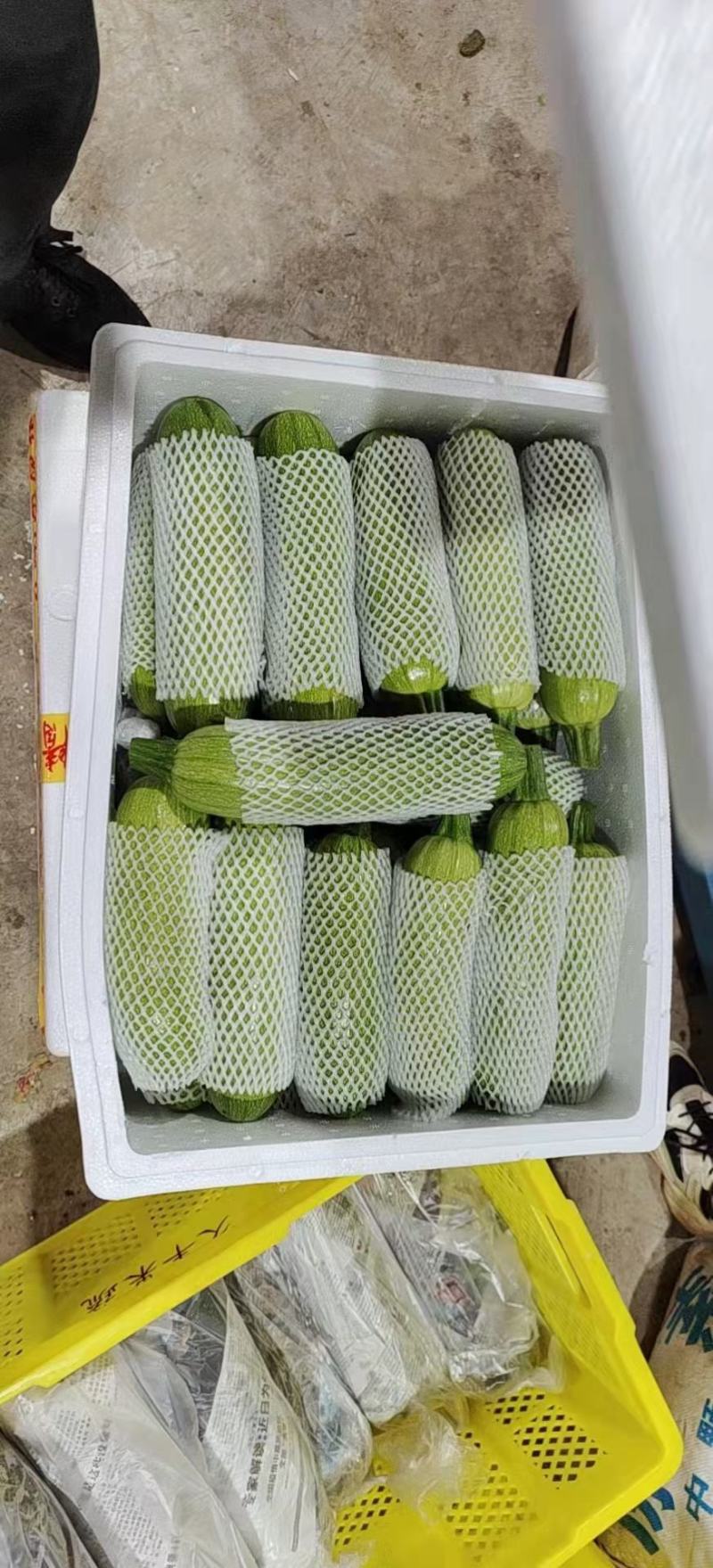 绿皮西葫芦，角瓜，品质保障！对接商超，支持电商！产地直发