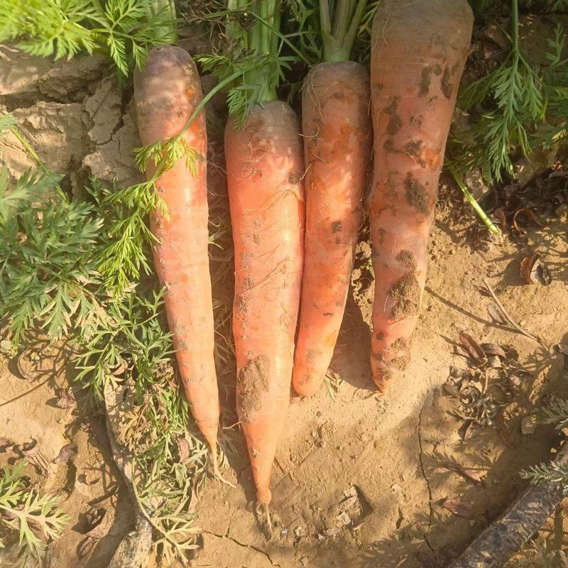河北邯郸三红胡萝卜，产地一手货源，质量好，价格优惠