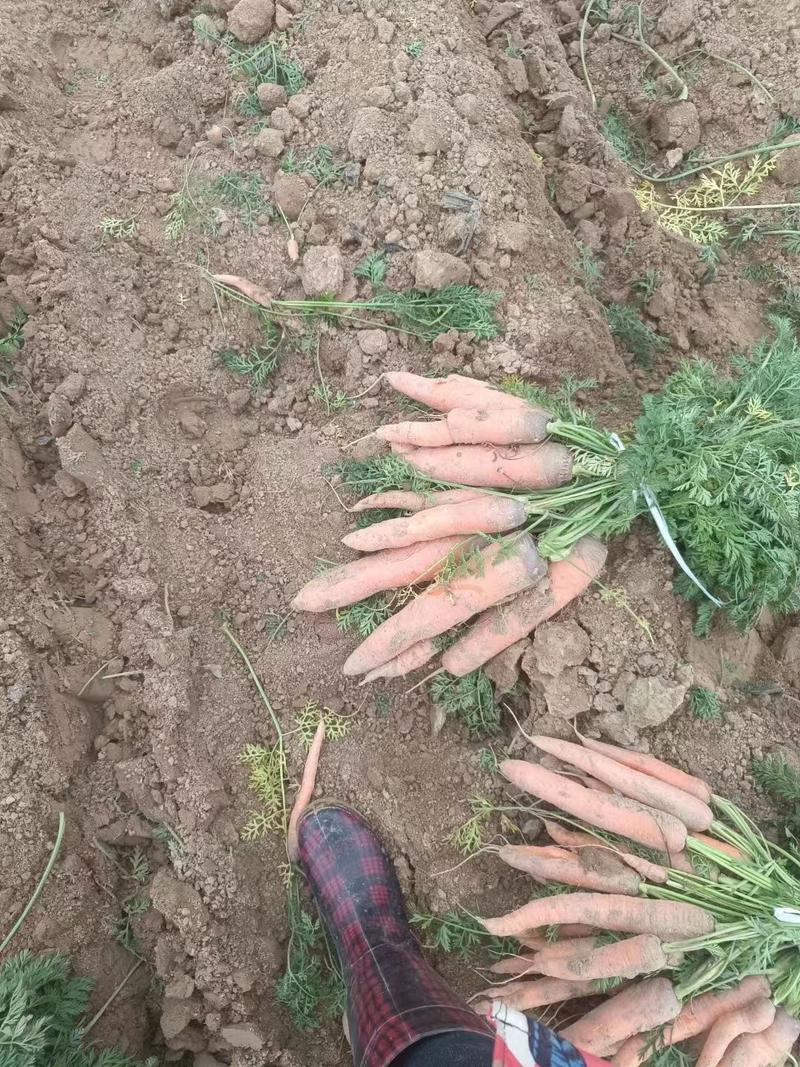 河北邯郸三红胡萝卜，产地一手货源，质量好，价格优惠