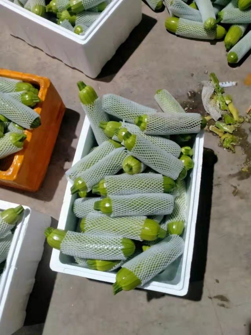 绿皮西葫芦，角瓜，品质保障！对接商超，支持电商！产地直发