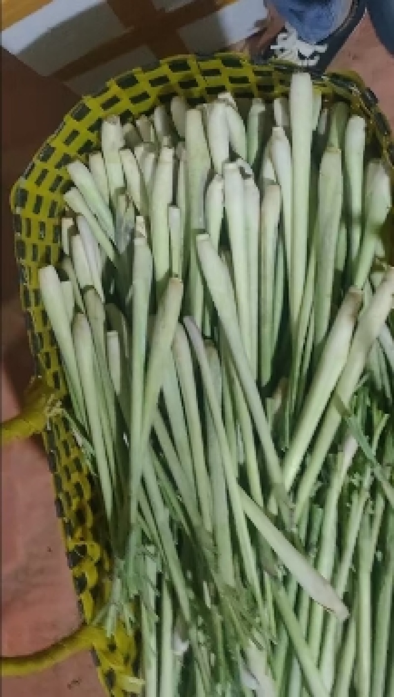 泰国香茅草香茅草批发冬阴功火锅奶茶香料